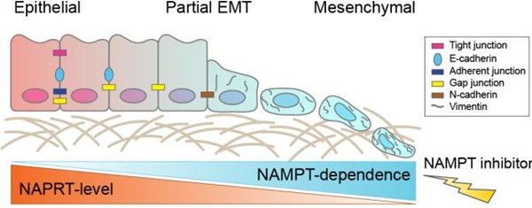 NamPT 저해제의 중간엽전이 (EMT) 분자아형 암세포에 대한 작용 기전.