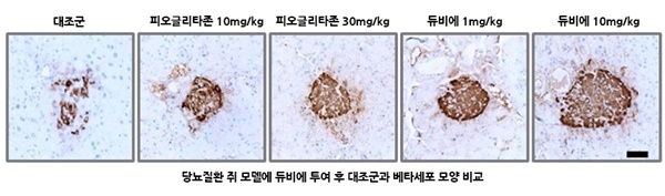 당뇨질환 쥐모델에 듀비에 투여 후 대조군과 베타세포 모양 비교.(사진 종근당 제공).