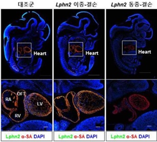 마우스 배아 발생 단계에서 라트로필린-2(Lphn2)의 발현을 규명하기 위해 유전자 결손 마우스를 제작해 분석한 결과, 형광염색을 통해 alpha-sarcomeric actinin(α-SA)을 발현하는 심장에서만 특이적으로 라트로필린-2 가 발현되는 것을 증명했다. 또한, 대조군과 달리 라트로필린-2가 발현되지 않는 Lphn2 동종-결손 배아에서는 심장 구조에 결함이 있어서 태내 사망하는 것을 확인했다.