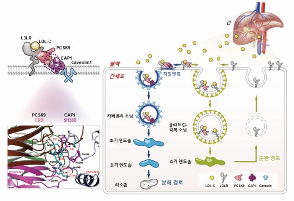 CAP1이 PCSK9과 결합하여 LDL 수용체를 지질 뗏목으로 유도, 카베올린, 리소좀을 거쳐 분해시키는 과정. [좌] 혈중 LDL 콜레스테롤이 간세포 표면의 LDL 수용체(LDLR)와 결합해서 세포내로 흡수됨. 이 과정에서, PCSK9, CAP1, 카베올린 (Caveolin1)이 LDL수용체와 복합체를 형성함. 아래는 PCSK9과 CAP1의 결합부위 구조. [우] 간세포에서 LDL 콜레스테롤이 LDLR와 결합하면 둘 중 하나의 흡수과정을 겪게 됨. 즉, PCSK9, CAP1, Caveolin1과 결합하면 지질뗏목으로 유도되어 카베올라 소낭, 엔도솜을 거쳐 리소좀에서 LDL수용체가 분해됨. 반면 CAP1의 결합이 없을 경우에는 LDL-C / LDL-R 결합체는 클라스린-피복 소낭을 거쳐 재순환 사이클로 유도되어 LDL-C은 세포내에서 분해 사용되고, LDL 수용체는 세포막으로 돌아가서 재활용됨.