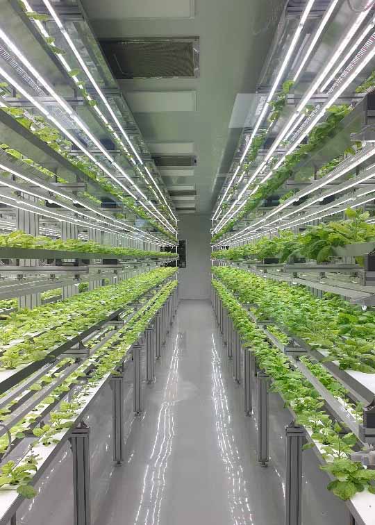 담배과 식물 일종인 니코티아나 벤타미아나를 재배하는 바이오앱의 밀폐형 식물공장 내부.