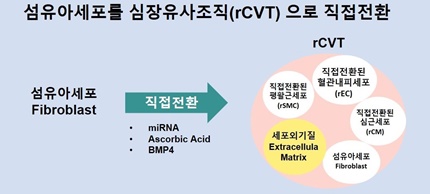 그림1) 섬유아세포를 심장유사조직(rCVT)으로 직접전환 하는 과정.