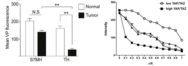 그림 왼쪽) YAP/TAZ의 발현량이 낮은 모델(S7MH)에서는 기질의 활성화가 낮고 약물의 투과성이 시간이 지날수록 암 주변 조직과 비슷하게 나타났다. 반면 YAP/TAZ 발현이 높은 모델(TH)에서는 암 조직 내 약물 투과도가 주변 조직에 비해 약 4배 정도 낮았다. 그림 오른쪽) YAP/TAZ의 발현이 낮은 오가노이드 모델(흰 동그라미)이 YAP/TZA의 발현이 높은 모델(검정 네모)과 비교해 암 조직 중심부로의 약물 투과도가 약 8배 정도 높게 나타났다.(r/R 값이 1에 가까울수록 암 조직의 중심부와 가깝다).