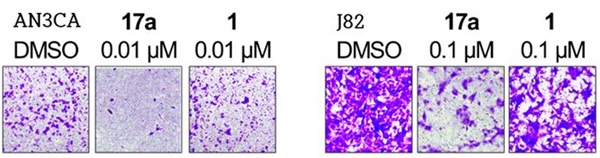 그림1) 전이성 미분화 자궁내막암 세포(AN3CA)와 방광암 세포(J82) 전이 저해 능력, 선도물질 17a는 FGFR 돌연변이종을 보유한 전이성 미분화 자궁내막암 세포와 다발성 골수종 세포의 생장을 기존 저해제 대비 1.8배에서 14배 높게 억제하는 것으로 나타났다.
