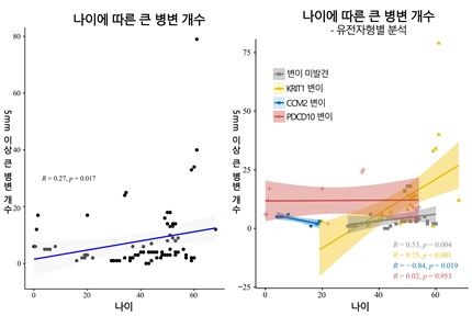 (그래프)나이에 따른 큰 병변 개수. 나이가 증가할수록 5mm 이상 크기가 큰 병변의 개수도 증가했다. 특히 KRIT1 변이 집단(노란색)의 증가율이 빨랐다.